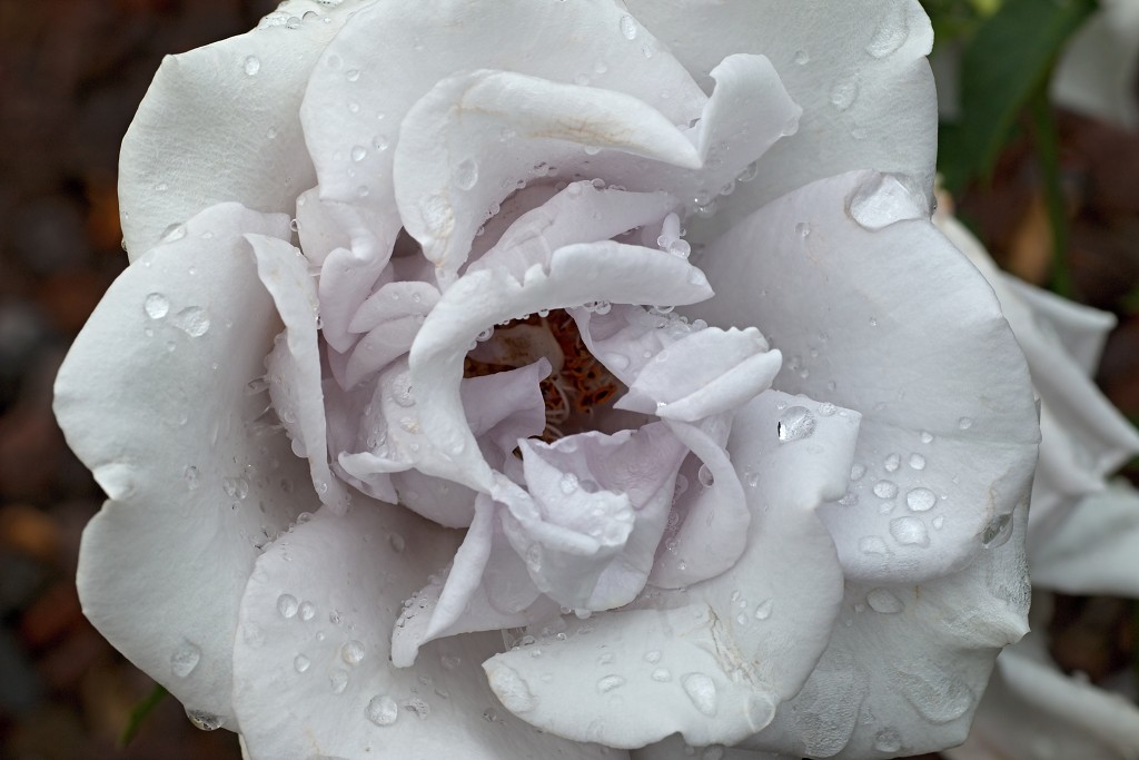 rozen roos rosa hdr natuur bloem bloemen cultivars cultivar rosaceae tuin rozentuin valentijn liefde